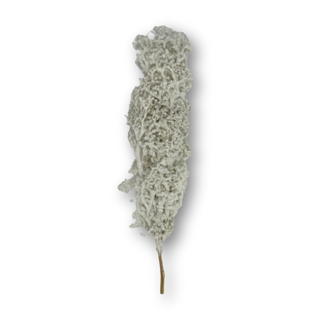 Ciprés blanco miniatura