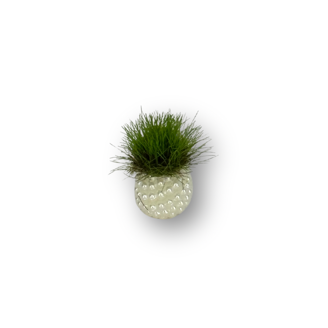 Maceta con planta