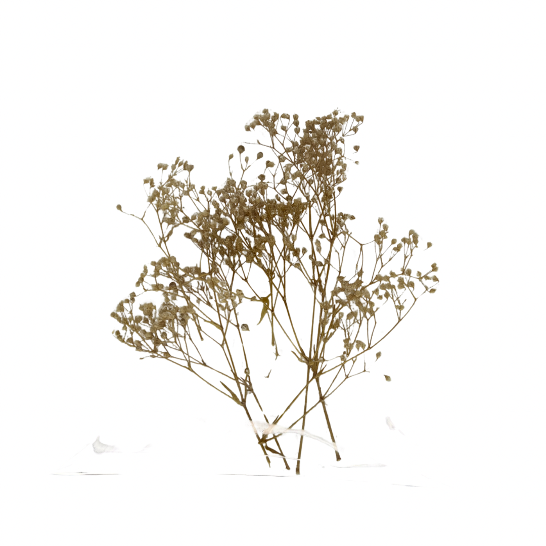 Naturaleza muerta