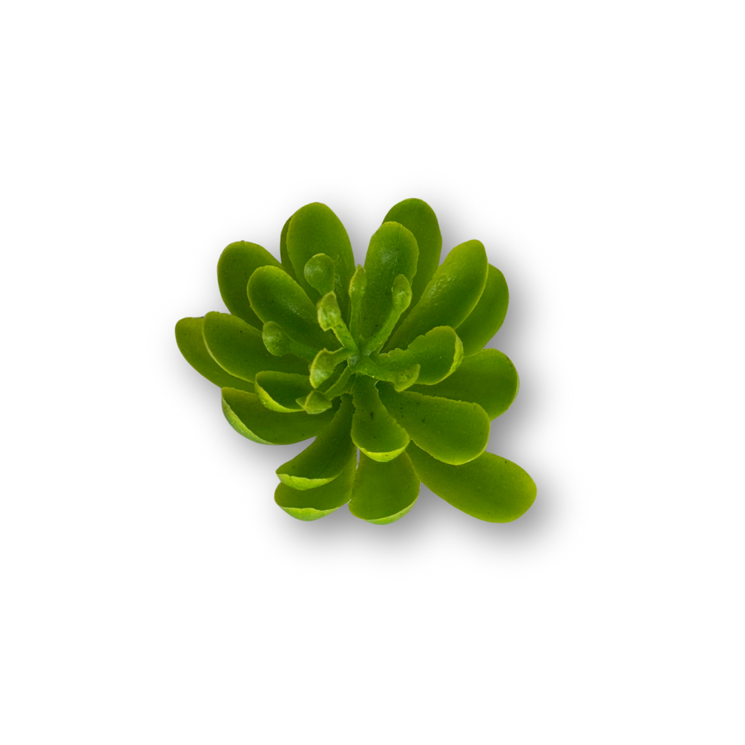 Suculentas miniatura