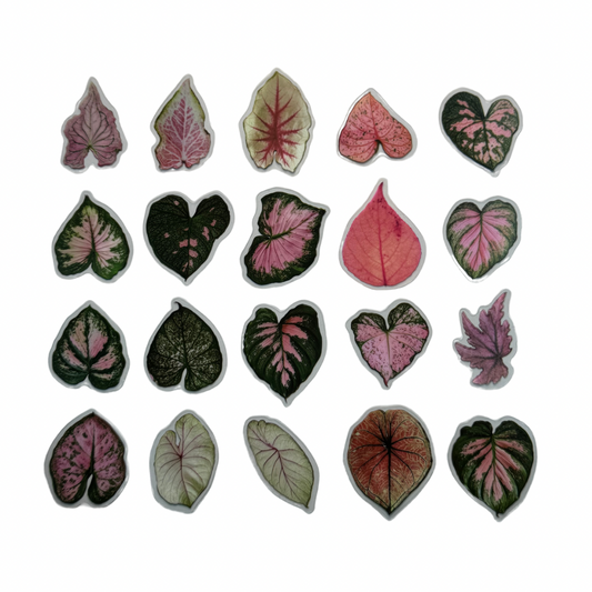 Stickers de hojas rosas