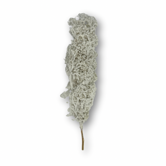 Ciprés blanco miniatura