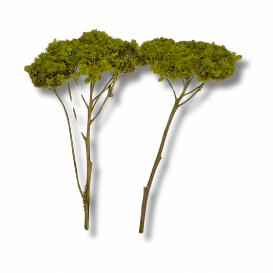 Acacia miniatura