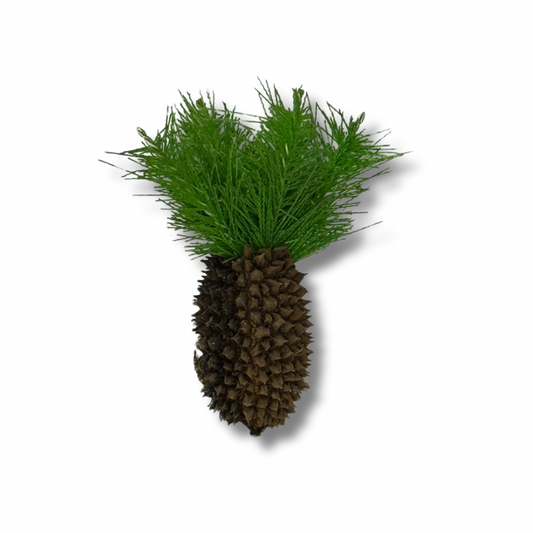 Palmera Datilera miniatura