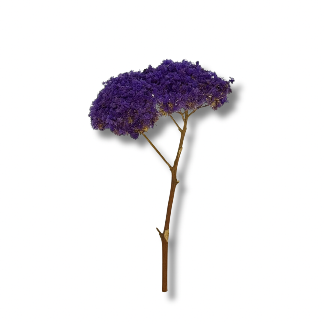 Jacaranda miniatura