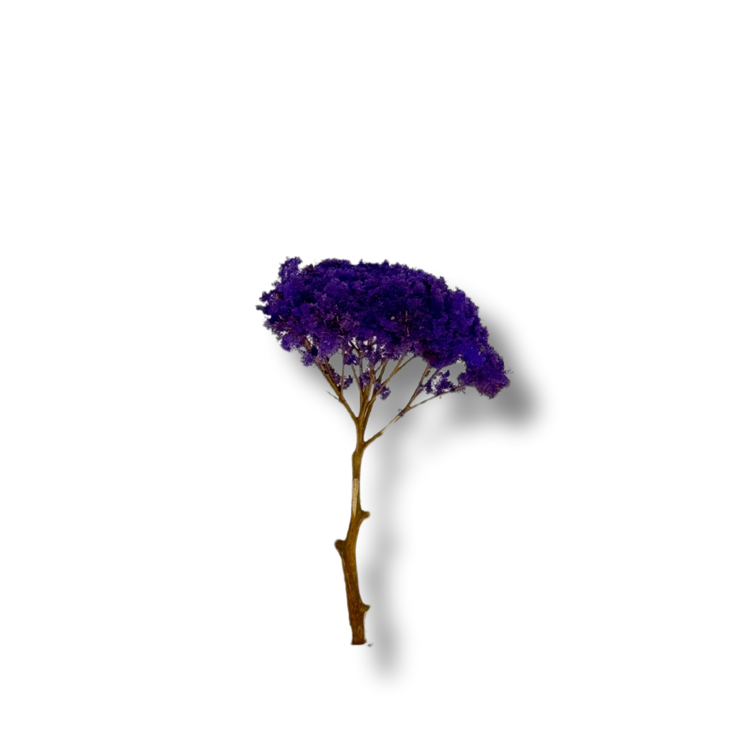 Jacaranda miniatura