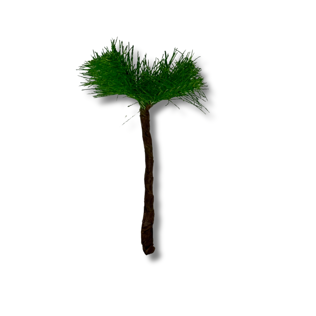 Palmera Coquera miniatura