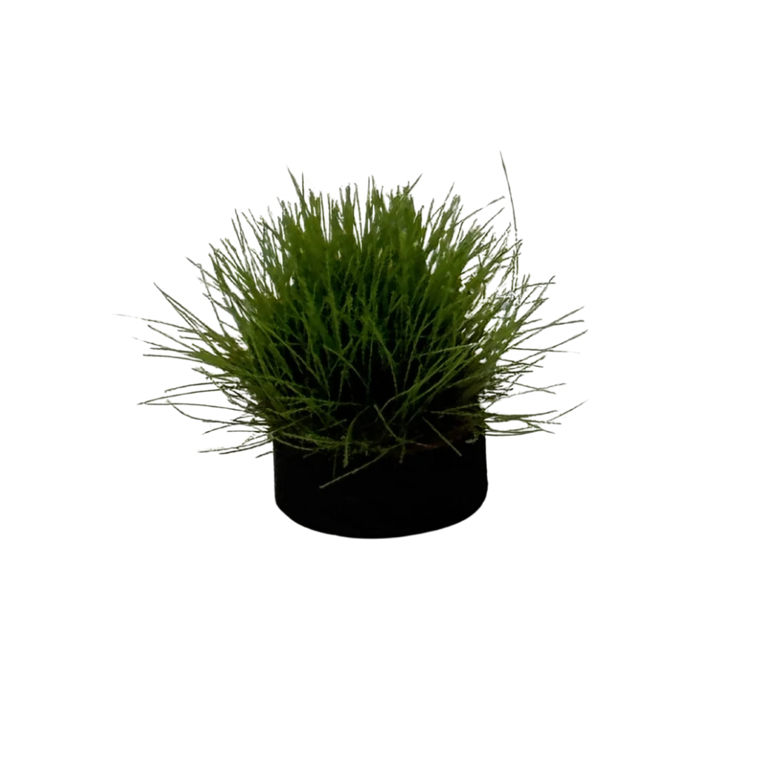 Maceta de tronco con planta