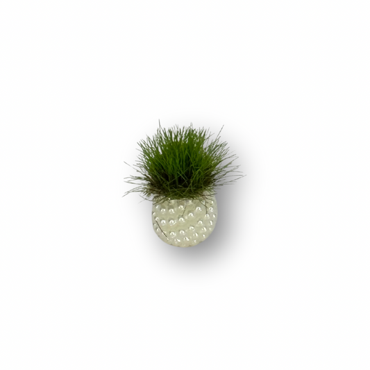 Maceta con planta
