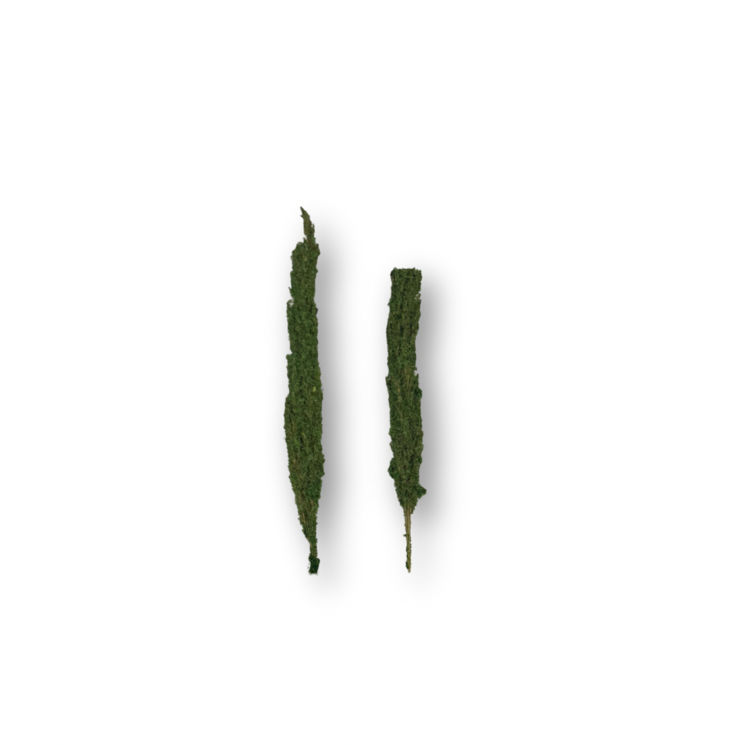 Ciprés miniatura