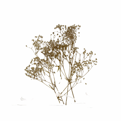 Naturaleza muerta